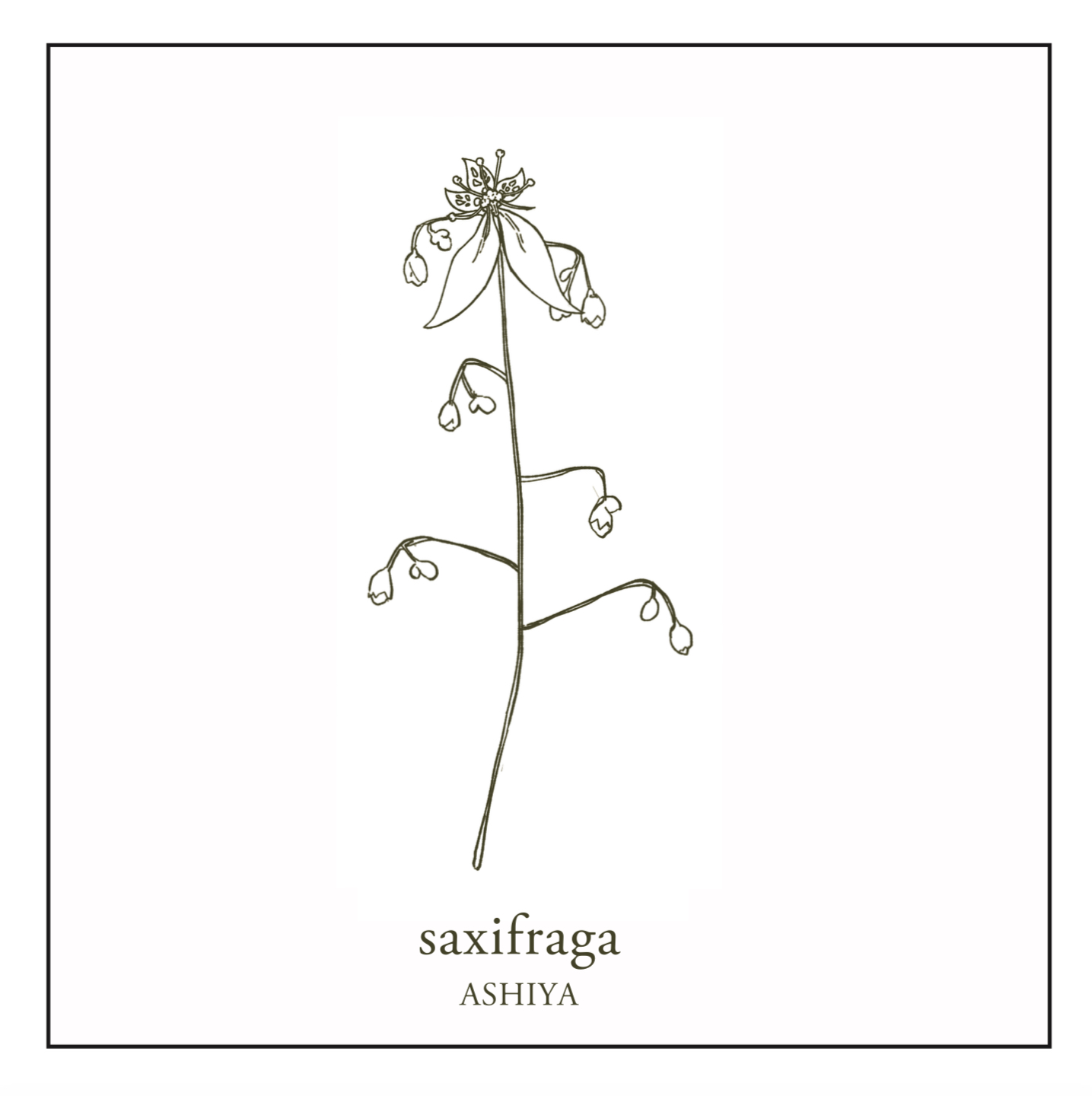 THE CLASS KOBE　サクシフラガ